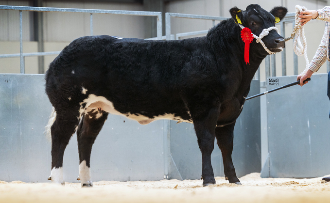 Heifer from Messrs Haltcliffe which sold for £16,000