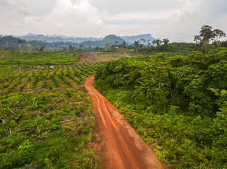 'The window to prepare is closing fast': What next for the EU's flagship deforestation rules?