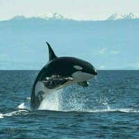 Drone footage captured orcas crafting tools out of kelp - and using them for grooming