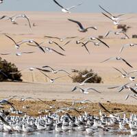 Egypt's Fayoum wetlands find new life as sanctuary for migratory birds