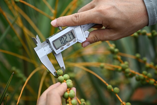 (HainanOutlook) CHINA-HAINAN-WENCHANG-DATE PALM-CULTIVATION (CN)