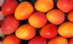 $2M boost for mango growers