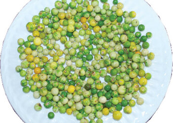 Bitter Taste, Sweet Results