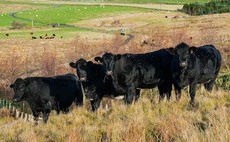 Meat production vital for sustainable future