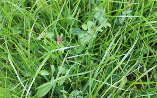 Herbal ley course launched to guide farmers with varieties, establishment and maintenance