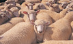Shearing safety