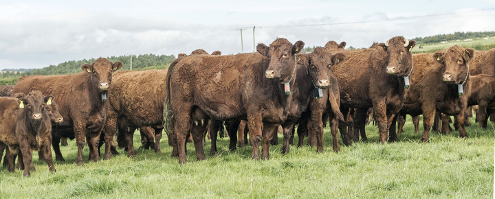 Highland Cows at Jacksons at jedburgh — Jacksons at Jedburgh