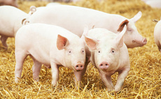 'Too many pigs, not enough slaughter and processing capacity' – British pig sector under pressure