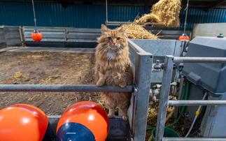 Letters: "Battersea's working cats are happiest in spacious, rural environments"