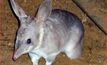 Bilbies could hamper Browse LNG