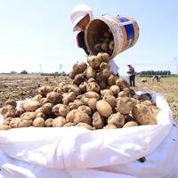 Scientists discover that tomato is "mother" of potato