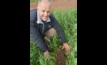 Bayer agronomist, Craig White, inspecting weed control by the soon-to-be-released Mateno Complete herbicide. Image courtesy Bayer.