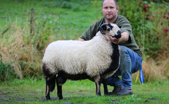 Badger Face Welsh Mountain records smashed at Brecon