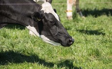 From the editor: A challenging summer for dairy farmers 