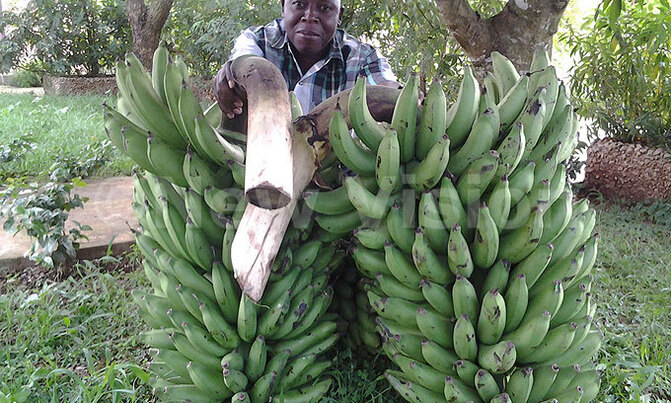 Our GM bananas are safe - Kawanda breeders Our GM bananas are safe - Kawanda breeders