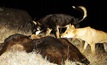 Wild dogs can now be identified via camera.
