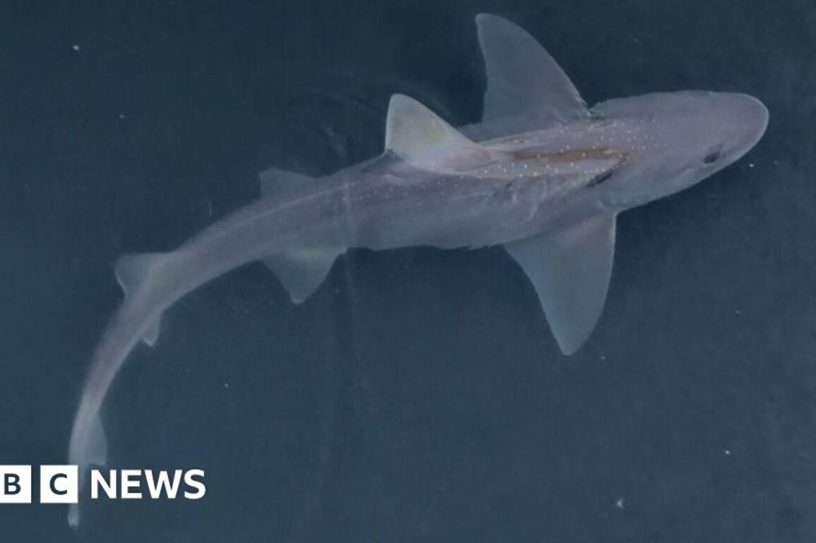 Belfast shark- 'It's not an usual occurrence to have them'