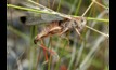  Agriculture Victoria said it is unlikely locust numbers will be large enough to cause concern this season until autumn, if at all. Photo Credit: Agriculture Victoria