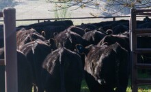 Rotational cattle grazing on fodder shrubs and perennial grasses could provide both access to regeneratively produced Wheatbelt beef while dramatically improving local soil health.