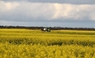 Controlling clethodim-resistant ryegrass in canola