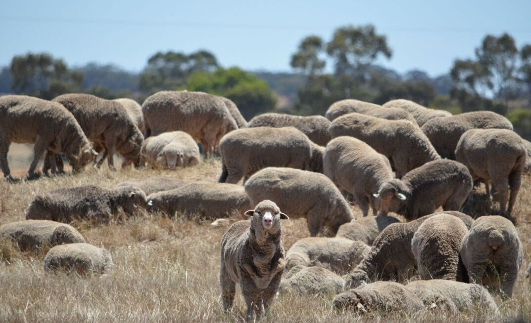 A coordinated effort is required to grow the WA sheep industry. 