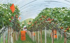 Government expands Seasonal Workers Pilot to 30,000 visas