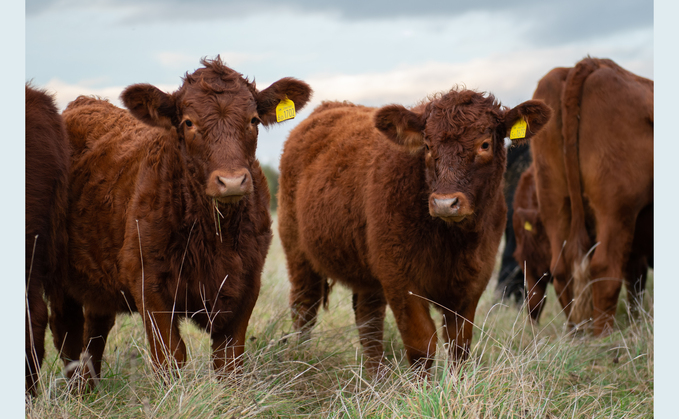 The cattle graze each cell for approximately 24 to 48 hours, with the aim of leaving approximately 25% of the grass sward behind in spring, 50% in summer and 75% in winter.