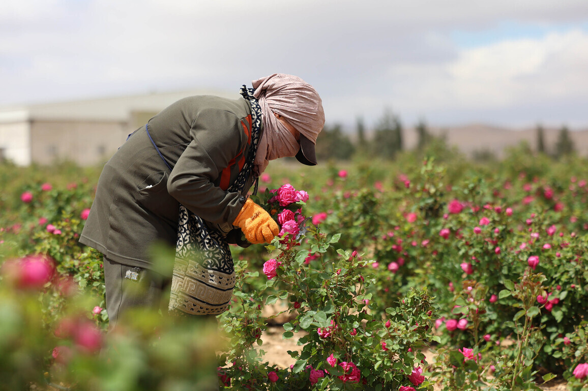 SYRIA-QALAMOUN-DAMASK-ROSE HARVEST