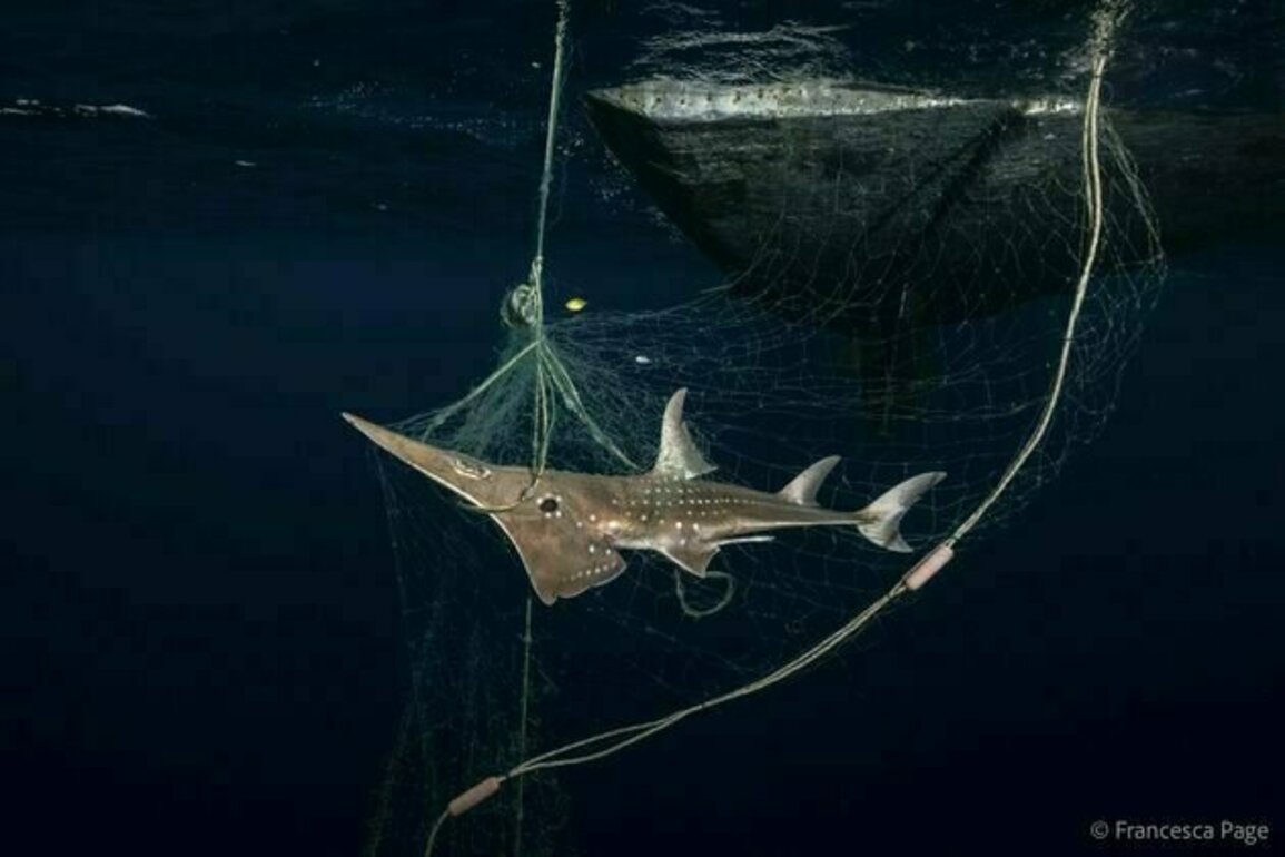 Cash for sharks: the unintended consequences of paying fishermen to release sharks caught in their nets - podcast