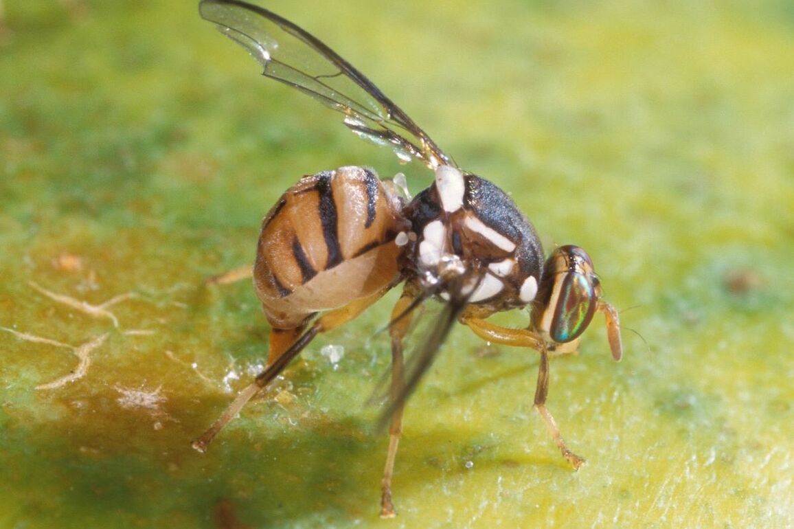 Oriental Fruit Fly quarantine lifted in Orange County - New Santa Ana