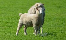How many lambs are left in Australian paddocks? It seems processors don't know - and this could be driving prices.