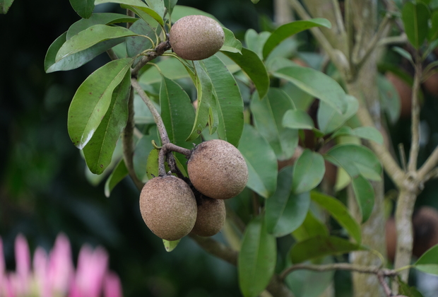 CHINA-HAINAN-EXOTIC FRUIT-RURAL REVITALIZATION (CN)