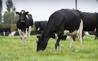 Dairy special: Maintaining yields at turnout