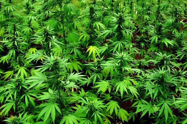 Nigeria isn&#039;t ready to legalise marijuana: a scientist&#039;s view