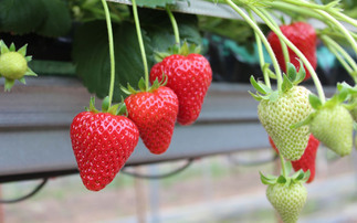 How a family farm is helping put British strawberries back on UK shelves