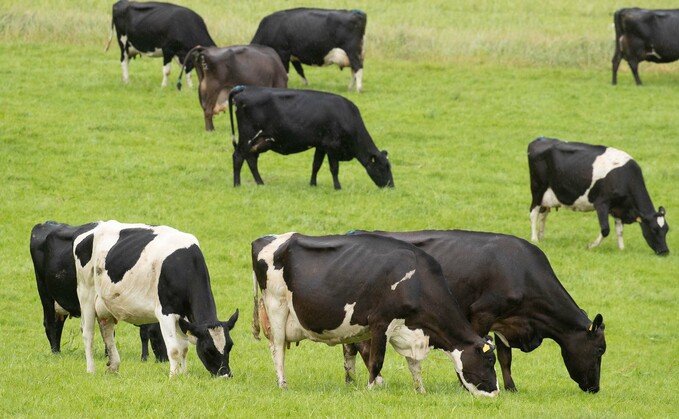  'Record number' of cattle culled in Wales due to bovine TB