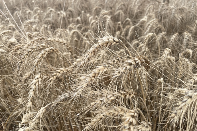 A wet start to summer has hindered some crop harvesting.