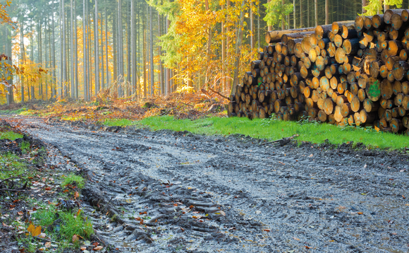 From tiny acorns: UK Research and Innovation announces £10.5m boost for sustainable woodland research