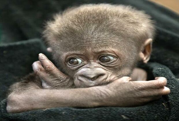 Baby gorilla born at Detroit Zoo, the first in its 96-year history