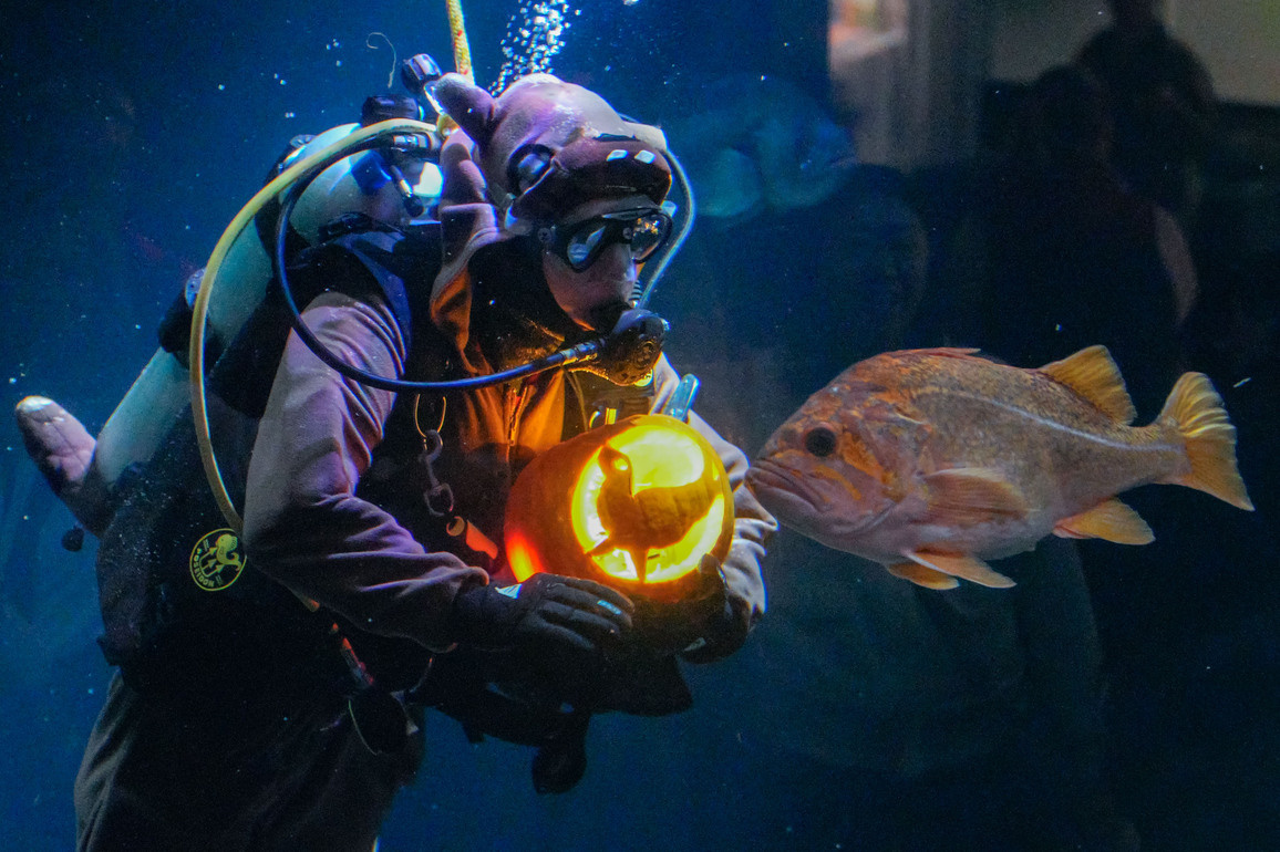 CANADA-VANCOUVER-UNDERWATER PUMPKIN CARVING