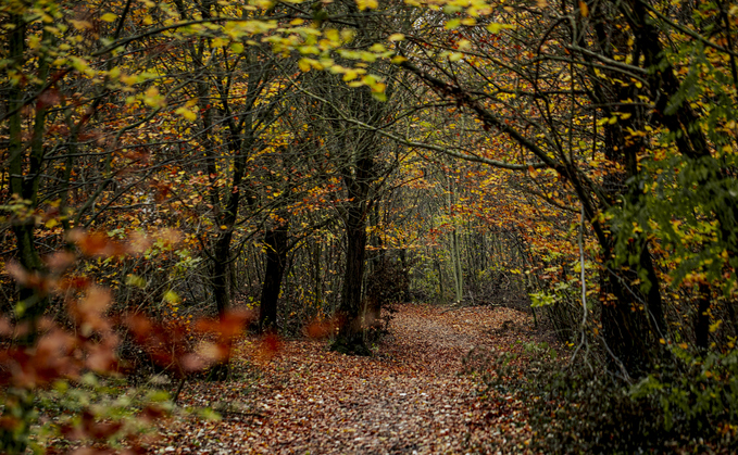 Green social prescribing: Access to nature boosts happiness, study finds