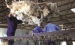 Wool stakeholders to improve health and safety in shearing sheds