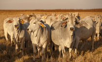 Pressure on Government to ban Brazilian beef and poultry imports 
