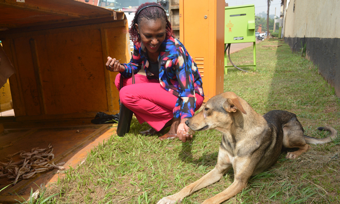 Stray dog rescued after festive season Stray dog rescued after festive season
