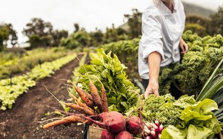 Organic farming: Growth surges in Scotland as slump continues in England and Wales