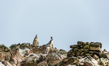 Humboldt penguin and two plants that are a food source and habitat for the tricahue, an endangered parrot, are close to the proposed mine