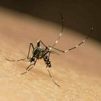 Gejala chikungunya sulit dikenali: Seberapa siap sistem kesehatan kita?