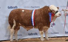 Stirling bull sales: Junior champion tops Simmentals at 30,000gns