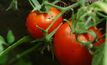 Tomato risk over NZ imports