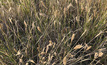  Feathertop Rhodes grass is common on roadsides and on vacant land across much of Australia. These populations can be a source of spread onto farms where they can establish along fence lines and in cropping paddocks. Photo: Nicole Baxter.